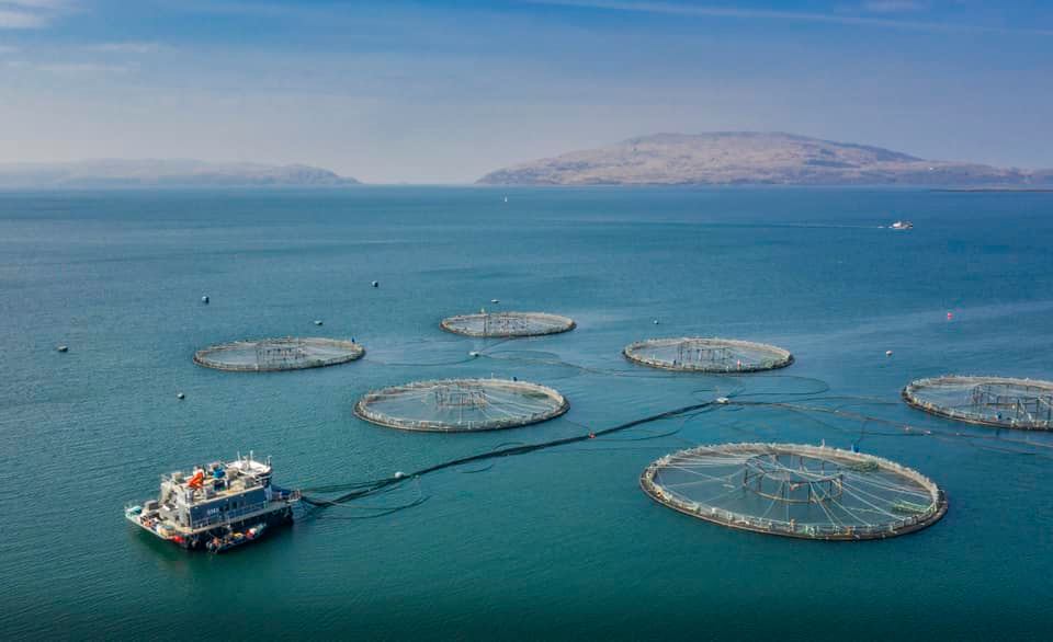 If all goes to plan, some of the fish being bred at marine farming company Mowi ASA’s site in the sea loch between Glencoe and Ben Nevis may end up being eaten in Saudi Arabia.