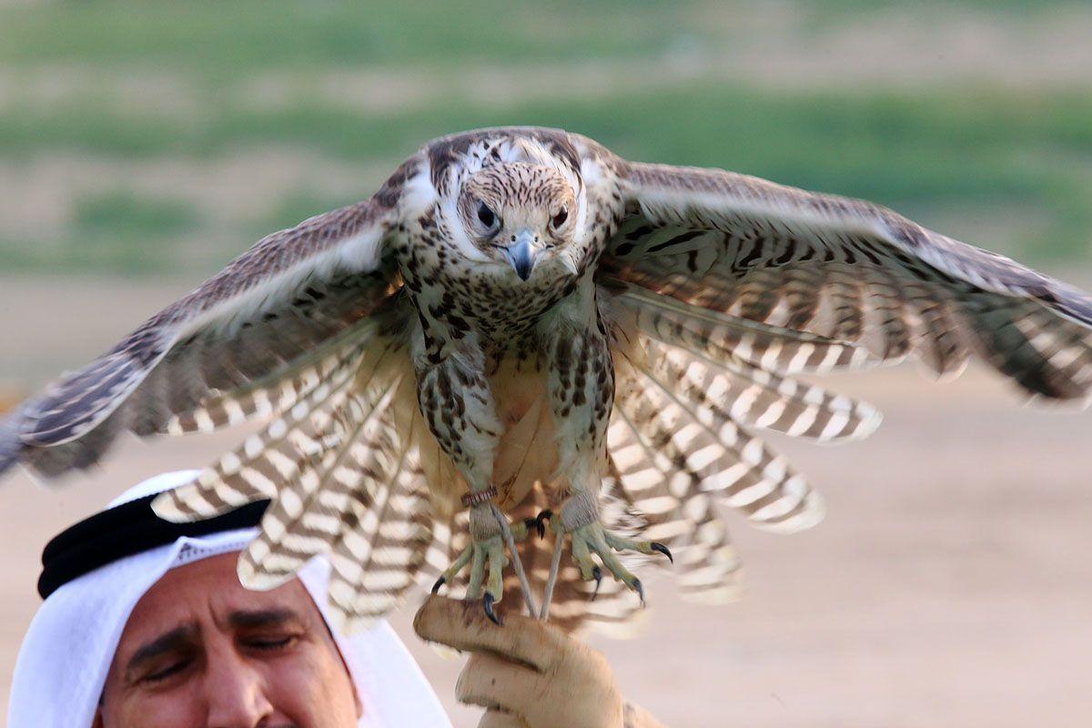 UAE opens world's first school to teach Arab falconry traditions - Arabian  Business