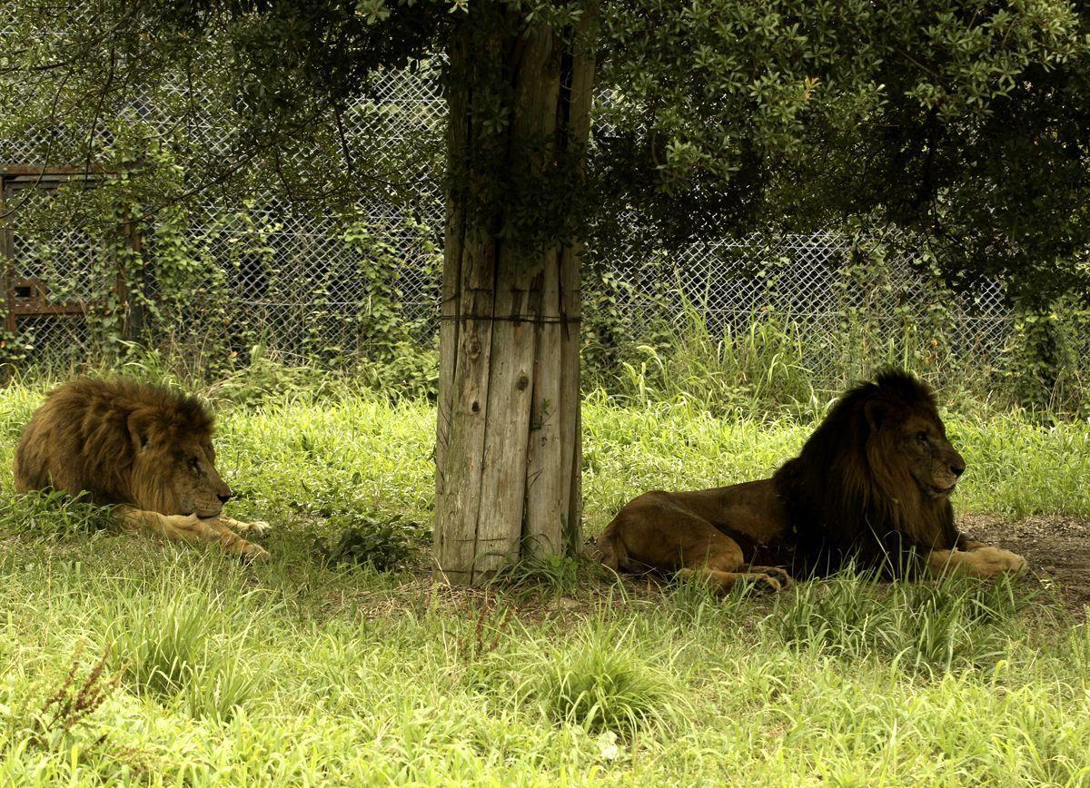 Lion, hyenas, baboons, apes surrendered to Kuwait Zoo - Arabian Business