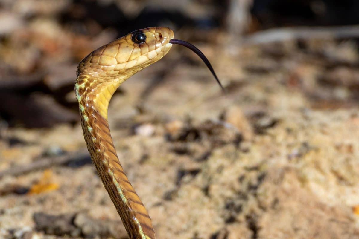 Venomous Cobra in Plane Forces South African Pilot to Make