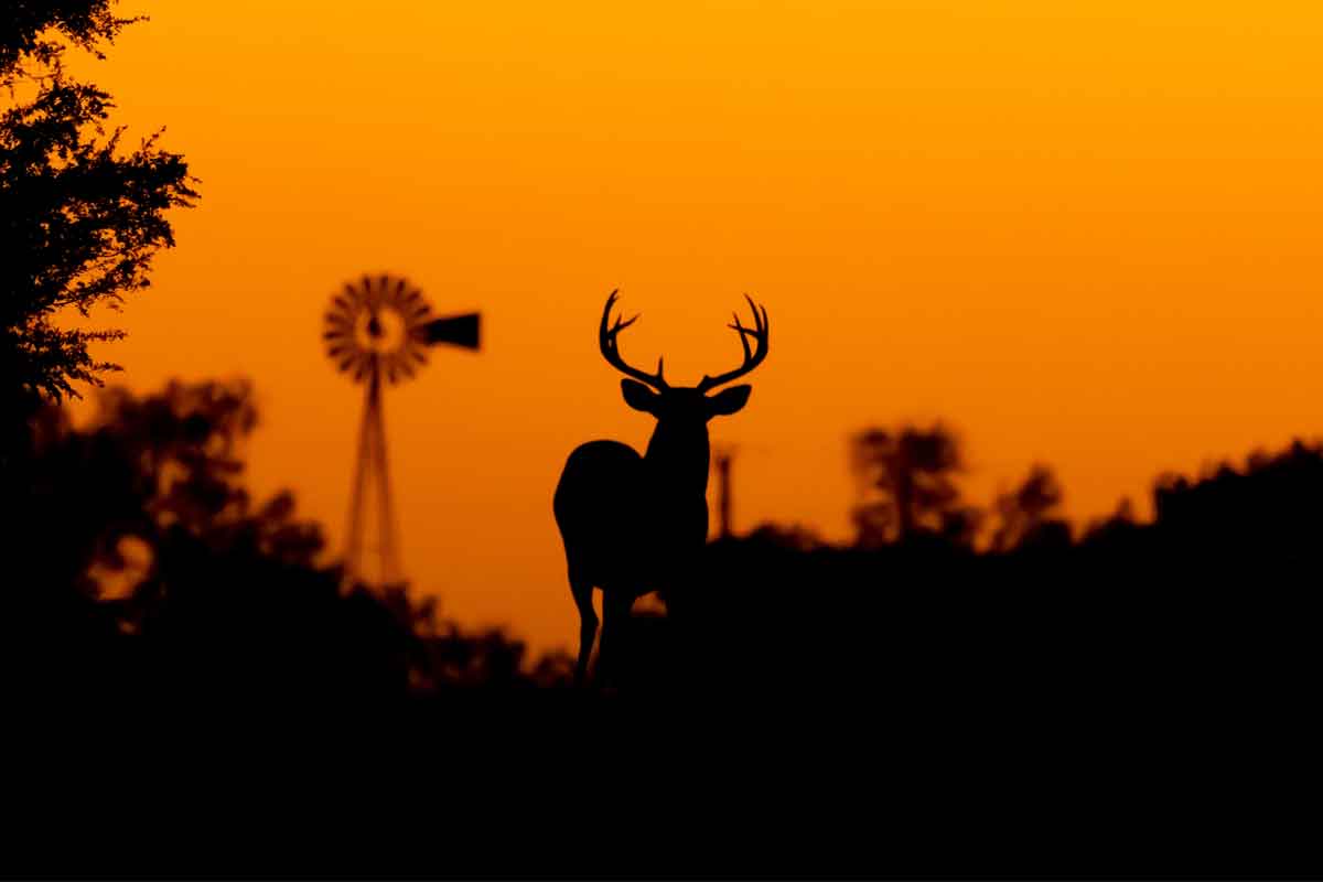 Zombie deer virus