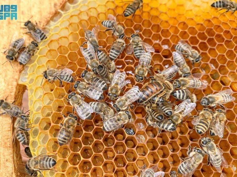 Sweet deal: Saudi Arabia invests $37m in honey sector, targets 7,500-ton annual production
