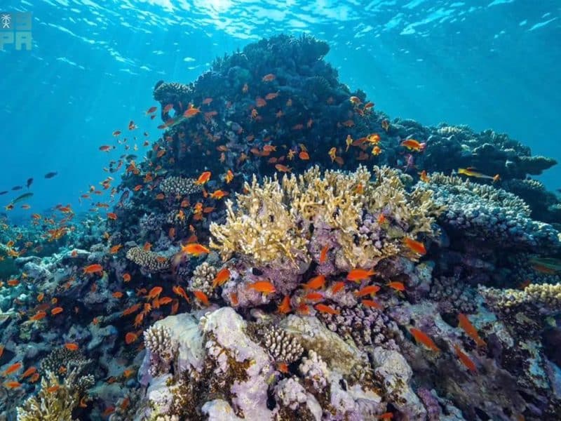 NEOM and KAUST unveil world’s largest coral restoration project