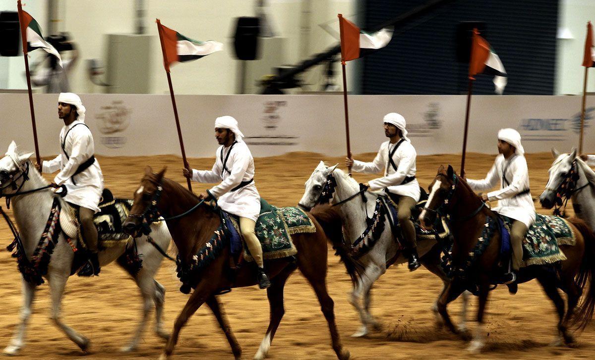Arabian Saluki beauty contest held in Abu Dhabi ...