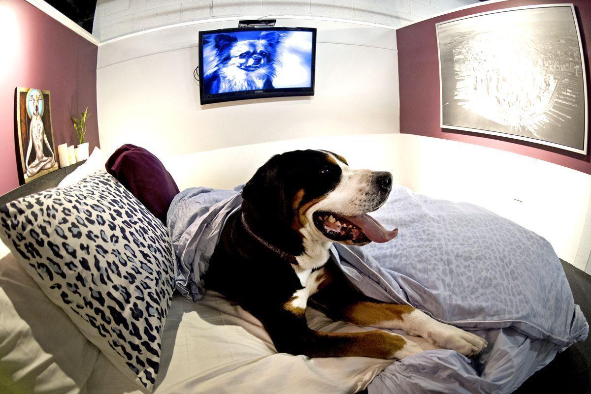 Dubai's first pet hotel to open in March Arabianbusiness