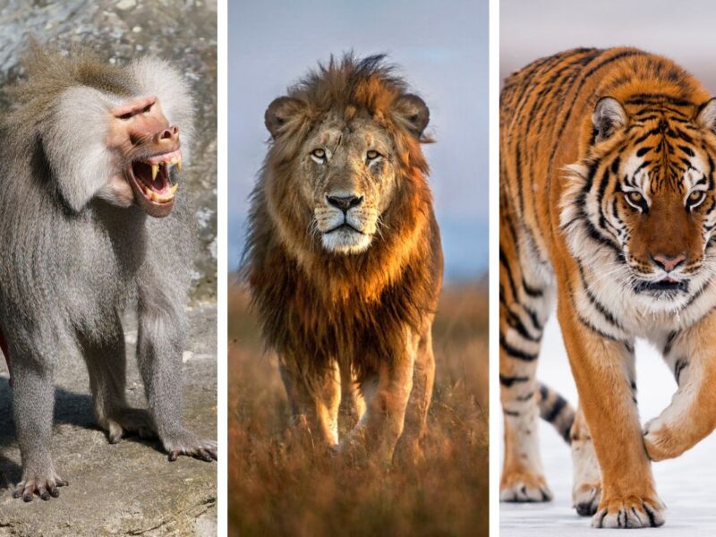Dangerous animals in Qatar Lions, Tigers Baboons