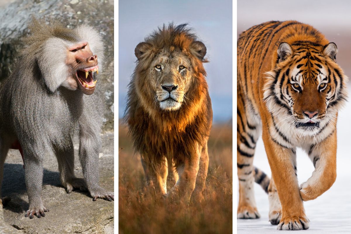 Dangerous animals in Qatar Lions, Tigers Baboons