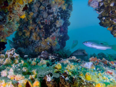 Dubai Reef covers 600 square kilometres in marine restoration project