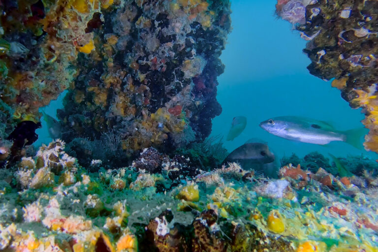 Dubai Reef covers 600 square kilometres in marine restoration project