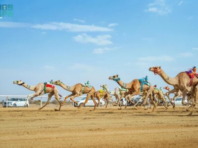 Saudi camel