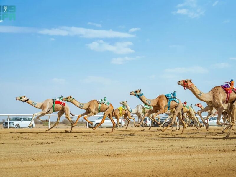 Saudi camel
