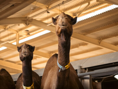 Camelicious camel milk