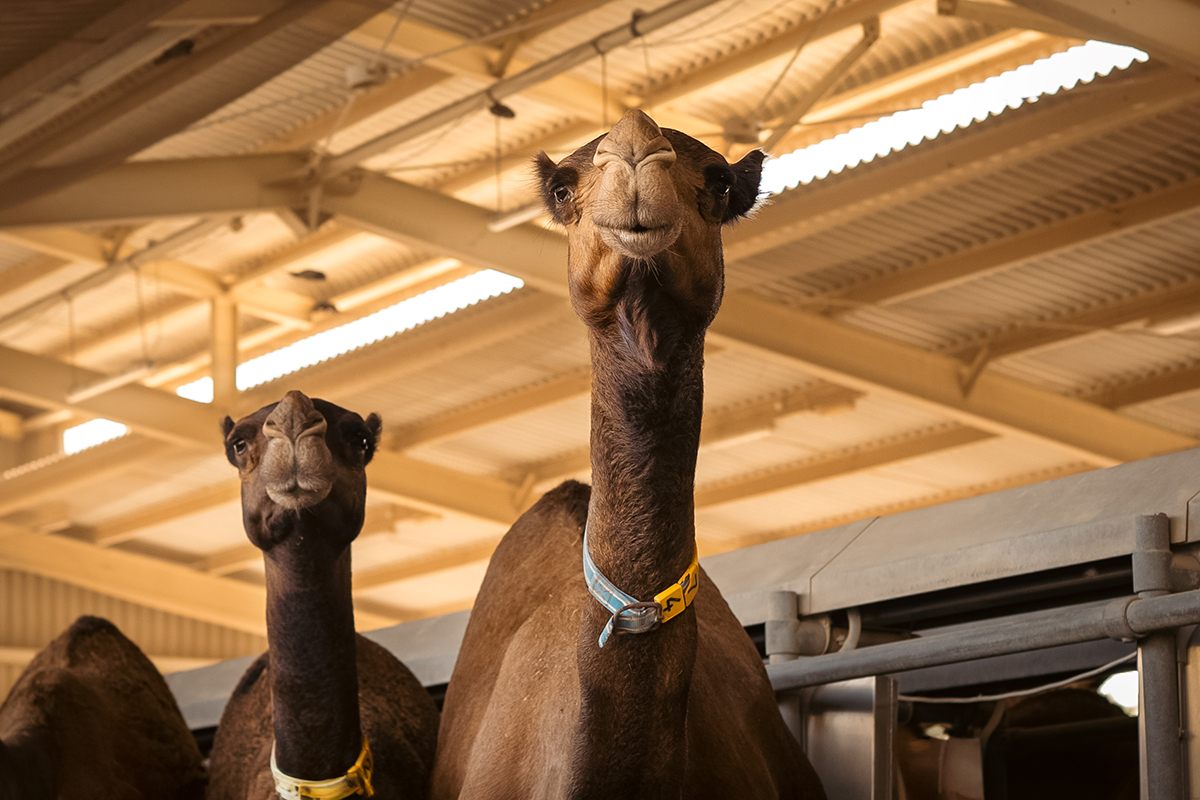 At the milk vending machine there are many camels