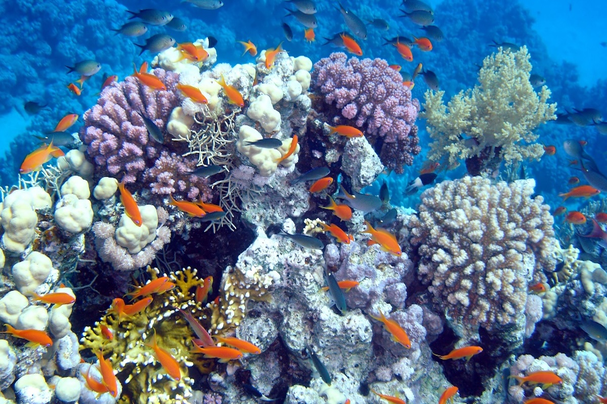 ENEC to support the project to cultivate 4mn coral colonies around the Barakah Plant ENEC to support the project to cultivate 4mn coral colonies around the Barakah Plant