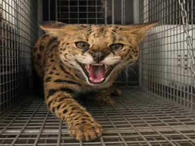 Dubai Police dangerous animal serval cat