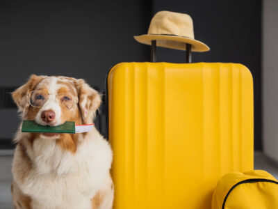 Fly JetPets private jet demand