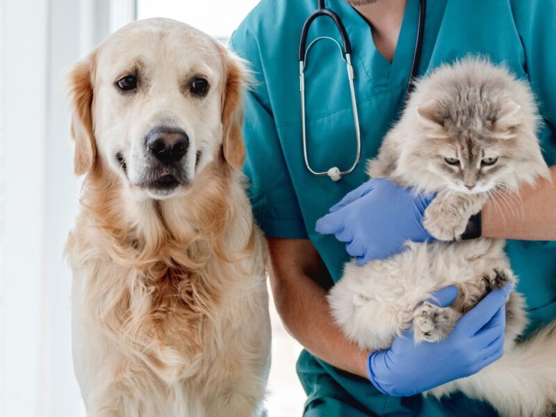 Veterinary