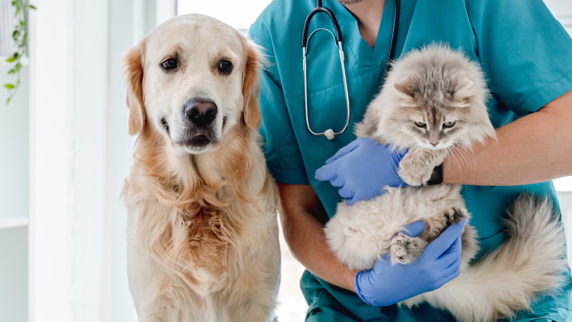 Abu Dhabi pet owners take note…regulatory changes made to veterinary practices Abu Dhabi pet owners take note…regulatory changes made to veterinary practices