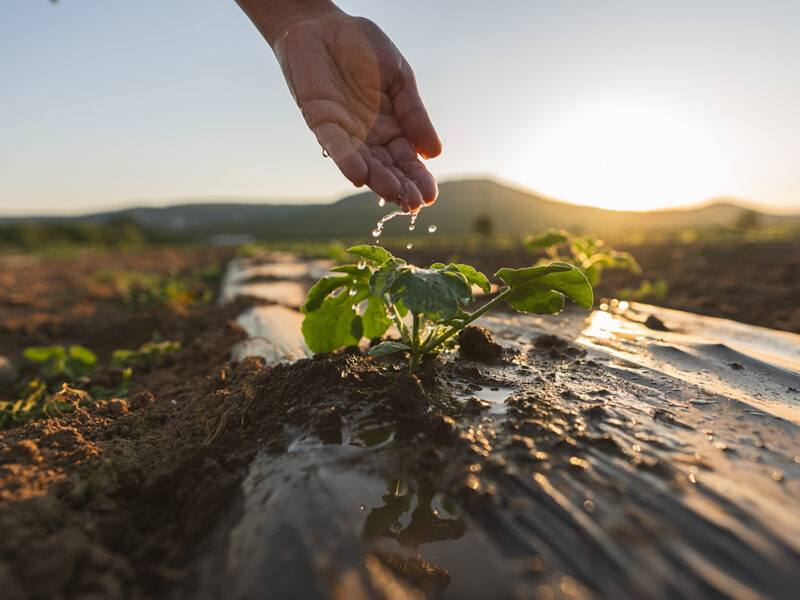 Abu Dhabi turns to AI to cut water waste on farms
