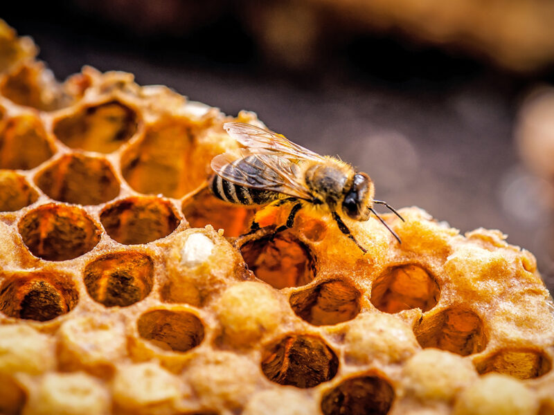 Sharjah Safeguards Local Bee Populations