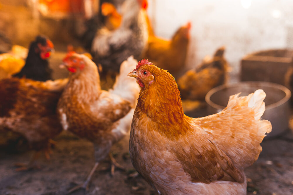 Saudi Arabia suspends poultry and egg imports from France and Poland