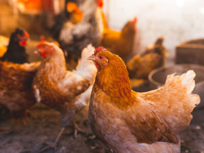 Saudi Halts Poultry, Eggs Imports