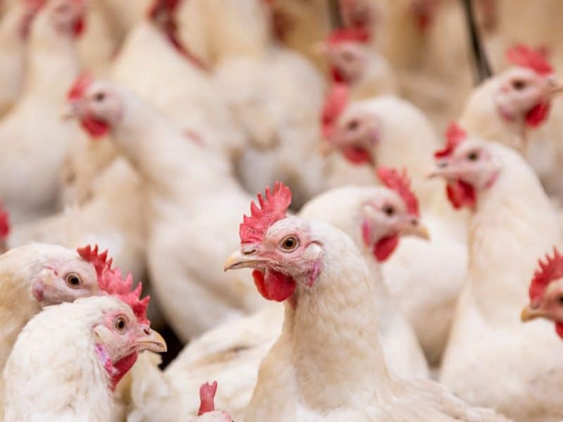 Saudi Arabia poultry industry