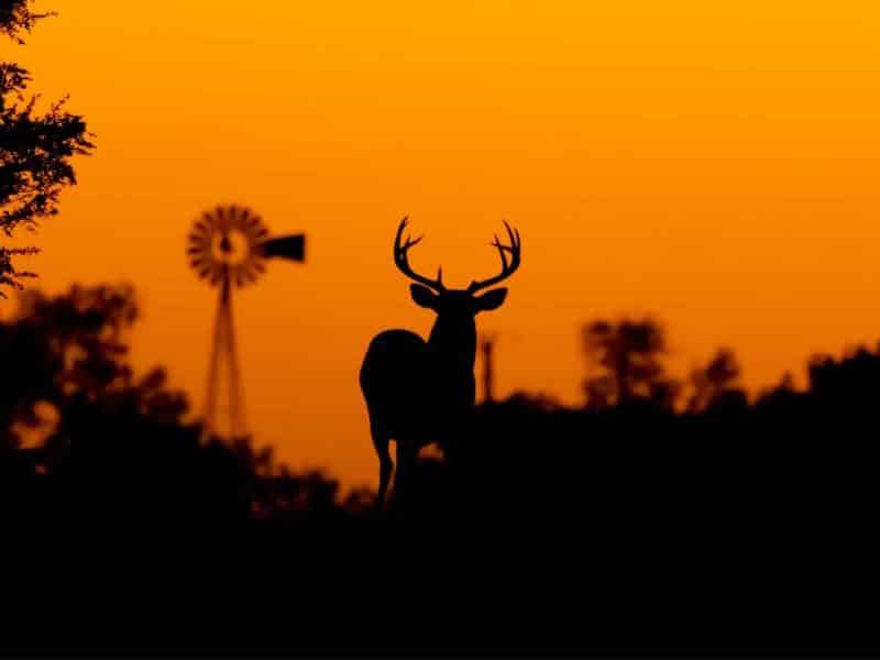 Zombie deer virus