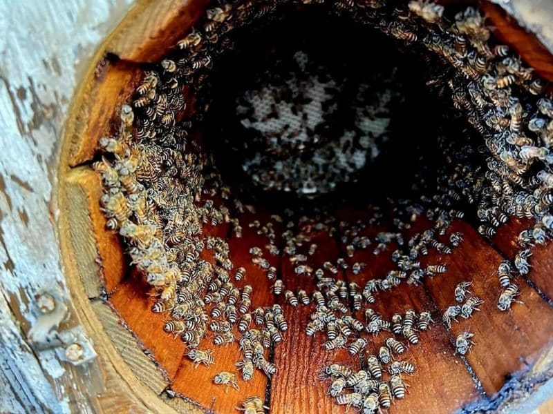 UAE Saudi honey bee