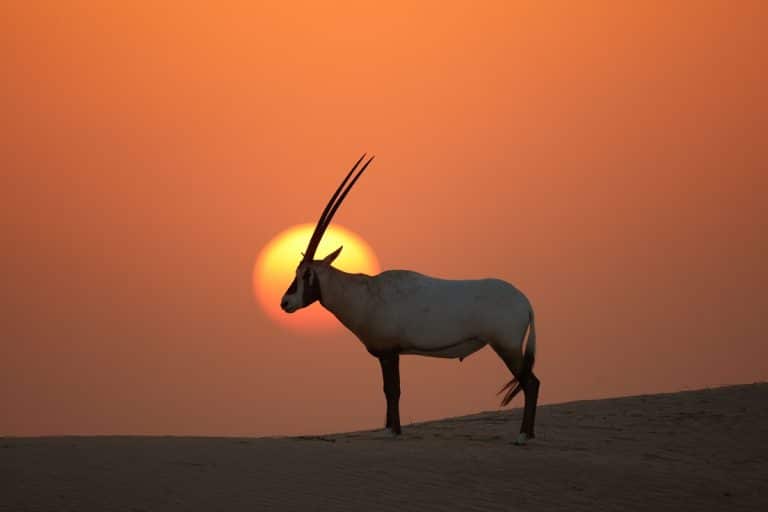 uae biodiversity