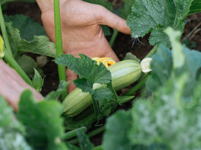 FarmERP Saudi agribusinesses
