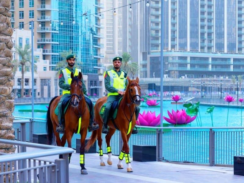 Dubai Mounted Police horses