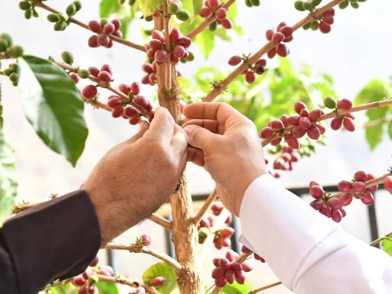 Saudi Arabia's new programme boosts coffee cultivation skills in Asir
