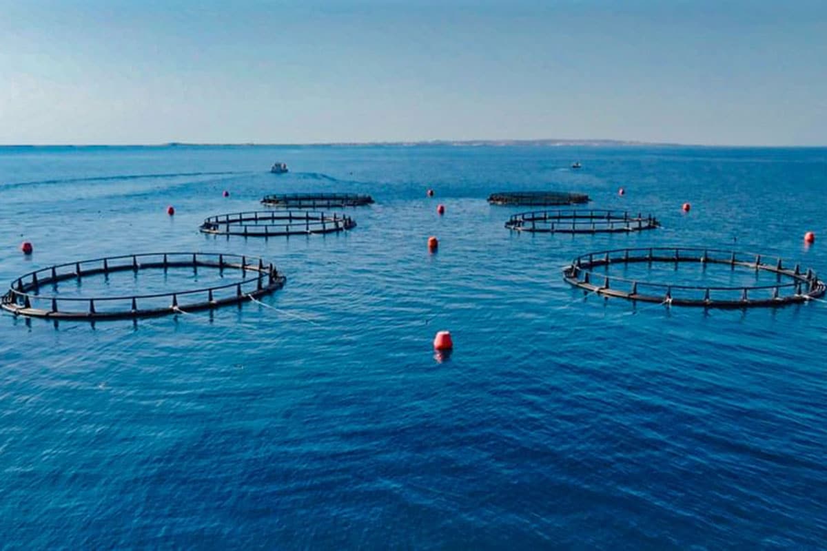 Abu Dhabi Unveils First AI-Aided Sea Cage Aquaculture Project