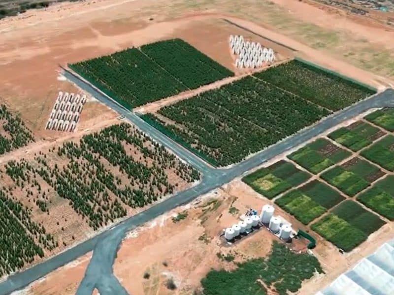 Abu Dhabi Quinoa UAE food security
