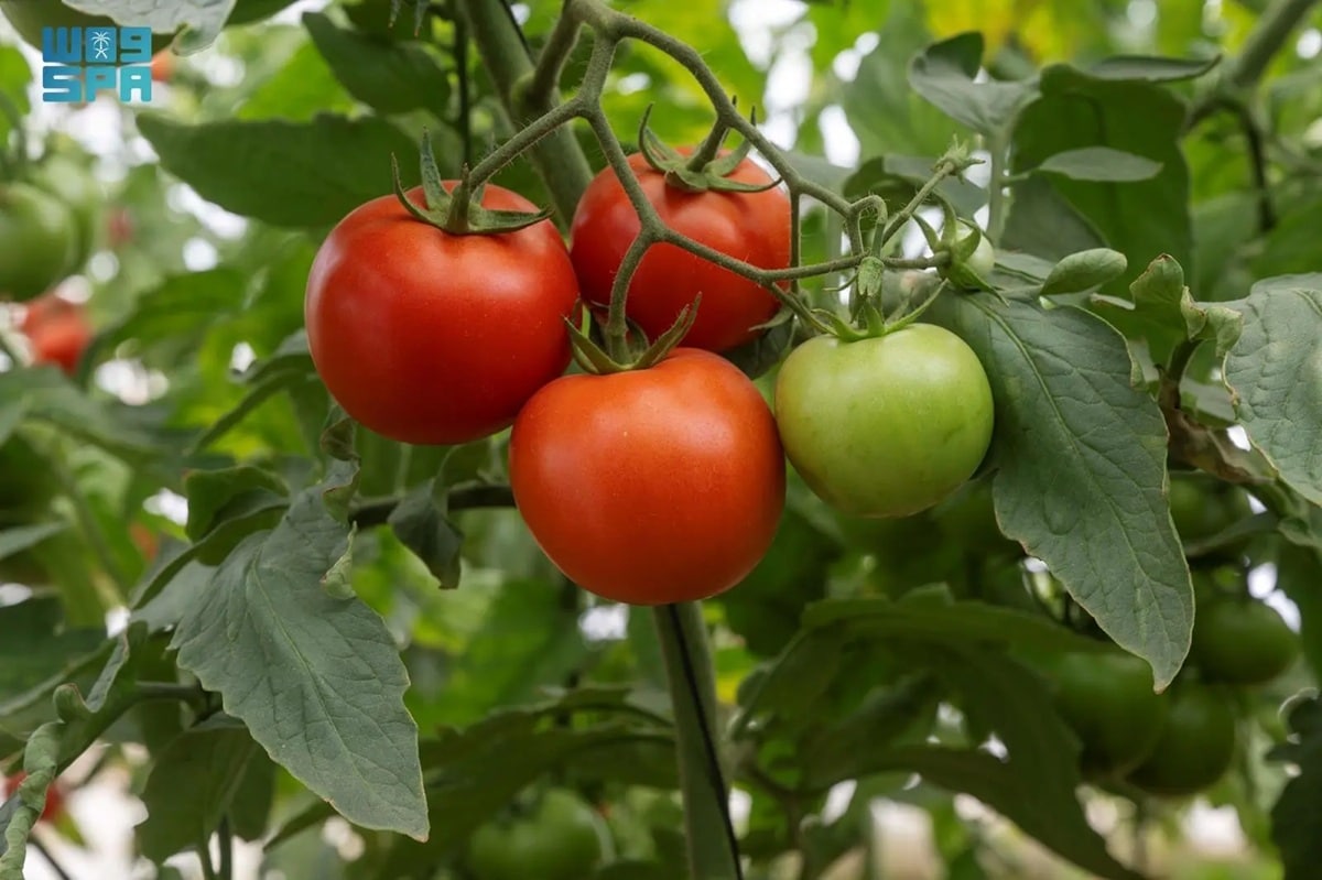 Saudi tomato